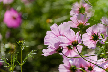 秋の日差しに輝く淡いピンクのコスモスのクローズアップ