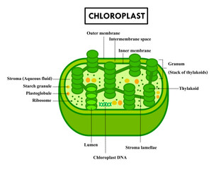 Diagram of chloroplast organelle anatomy for education.Structure of chloroplast in plant cells or leaf.Biological and educational.Biology or science infographic.Photosynthesis.Vector illustration.