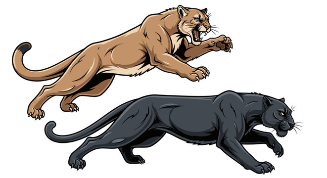 Powerful Puma and Panther in Action