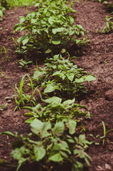 Young potato bush growing in the soil. Organic farming concept. Vertical background. Potato plant in the field