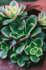 Close-up of vivid green succulents with soft pink edges, showcasing nature’s geometry, texture, and visual energy through botanical beauty and grounded aesthetics.