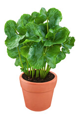 Kaffeepflanze  Pflanze mit Blumentopf und Hintergrund transparent PNG cut out  Coffee plant