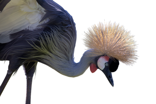 Grey Crowned Crane, Balearica regulorum, isolated on white background