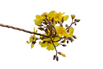 Fototapeta premium Yellow flowers on a branch of a tree isolated on white background.