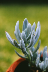 Vertical macro shot of a blue succulent standing tall in a rustic pot, against a soft green background, symbolizing inner strength, calm growth, and grounded beauty