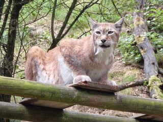 lynx in the woods