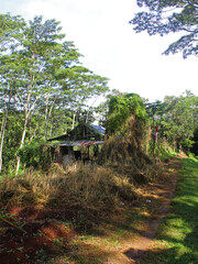 View of path in the plantation with a shack. 