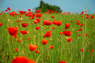 Bright red poppy flowers sway gently in a lush green field, illuminated by the sunlight on a clear day