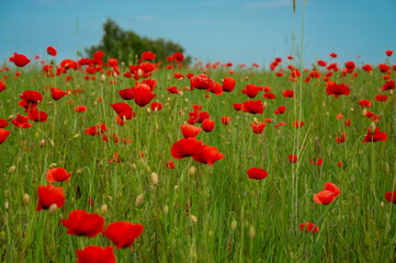 A field filled with bright red poppies sways gently in the breeze, surrounded by tall green grass under a clear blue sky