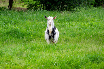A lively goat with black and white fur runs joyfully through a vibrant green field on a sunny...