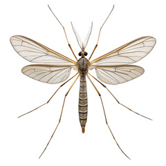 Mosquito Clipart, Cut Out