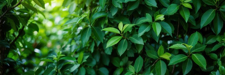 Obraz premium Close - up of vibrant green leaves with varied shades, bathed in soft sunlight. Dense, lush foliage creates a serene, refreshing natural backdrop, ideal for themes of growth, tranquility.