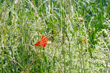 Poppy and Grasses in Meadow