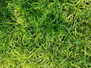 Lush Greenery in KLCC Park, Kuala Lumpur