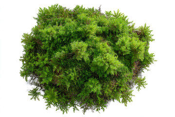 Fototapeta premium Green moss growing on a white background, flat lay, isolated on a transparent background