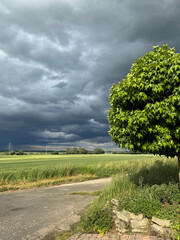 Bright Green Tree Against Dramatic Storm Clouds