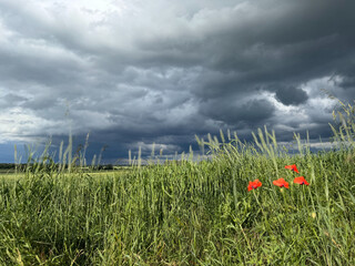 Storm Approaching Over Fields with Wild Red Poppies