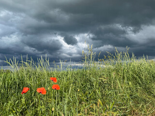 Red Poppies in Tall Grass Beneath Stormy Sky


