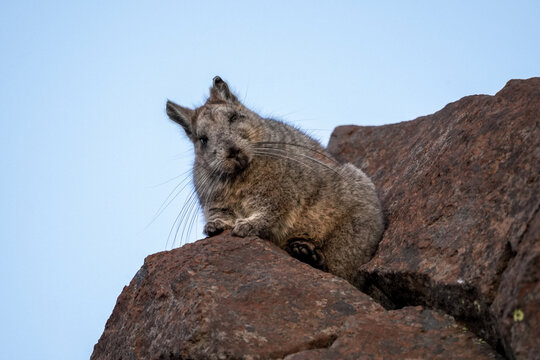 Southern Viscacha Perched on Patagonian Rock