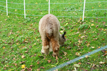 Soft woolly creature grazes in a green pasture adorned with autumn leaves surrounded by a white...