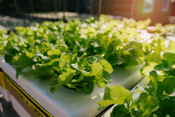 Hydroponic vegetable. Fresh Green Lettuce Growing in Hydroponic System with Natural Sunlight in Modern Urban Garden Environment