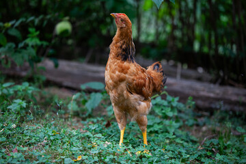 Chicken in permaculture garden