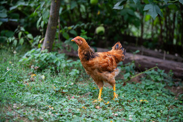 Chicken in permaculture garden