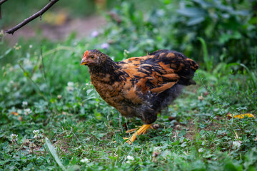Chicken in permaculture garden