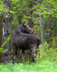 Moose bull in the forest scenery