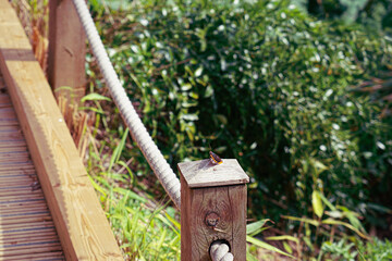 Wooden bridge in botanical garden in Cambridge 