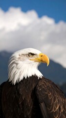 Obraz premium Bald Eagle Portrait with Mountains, and Sky.