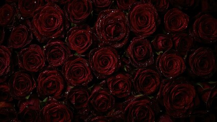 red roses background