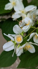 Close-up of delicate white flowers of Philadelphus, or garden jasmine