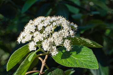 Close-up of blooming leatherleaf viburnum (Viburnum rhytidophyllum Alleghany), showcasing clusters of small white flowers with prominent stamens, set against backdrop of lush green leaves.