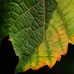 Obraz premium Close-up of the grape leaf