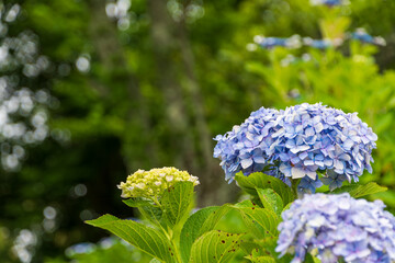 初夏に咲く青紫の紫陽花と新緑の背景