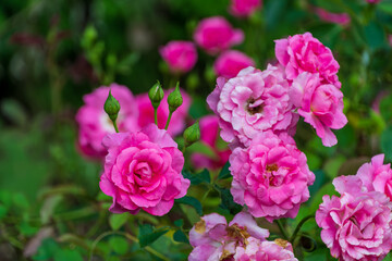 鮮やかなピンクのバラが咲き誇る夏の庭園