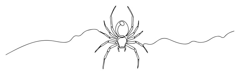 spider line art vector sketch