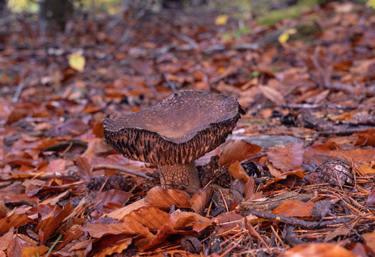 Orange mushroom on a brown forest floor in autumn