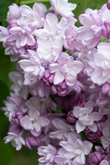 beautiful terry soft violet  lilac flowers blooming in garden.close up . spring season