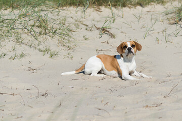 Liegender Beagle am Strand