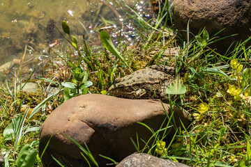 Two frog is among green vegetation and moss near shallow body of water, blending seamlessly with its natural surroundings. Blurred background. Selective focus. background. Nature concept for design