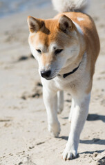 Shiba Inu am Strand in Ostfriesland