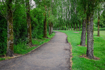 A winding path flanked by tall trees on both sides, surrounded by lush green foliage in Milton Keynes