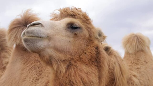 Bactrian camel chews on a leafy branch while standing in a farm enclosure