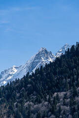 Majestic snow-capped mountain peaks towers above dense forest, contrasting against clear blue sky, showcasing nature's grandeur and tranquility.Karachay-Cherkessia. Dombay 2025.
