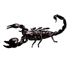 Stylized scorpion illustration dark background
