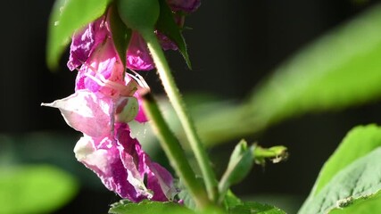 A flower crab spider lies in wait under a dried tea rose flower.  Misumena. Insects. Wildlife.