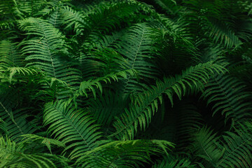 fern close-up horizontal photo
