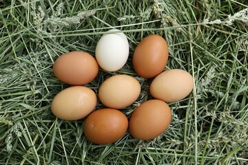 Freshly gathered eggs arranged on green grass in a sunny field